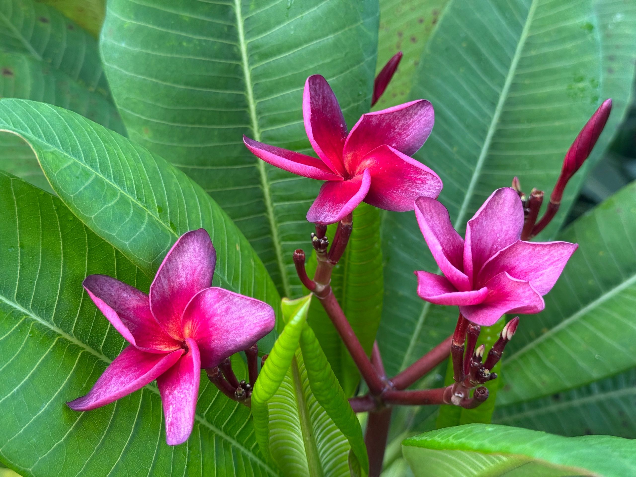 The Painted Plumeria